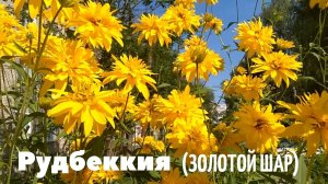 Рудбекия (золотой шар). Неприхотливое и по-своему красивое растение!