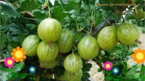 Крыжовник Берилл. Краткий обзор, описание характеристик, где купить саженцы ribes uva-crispa Berill