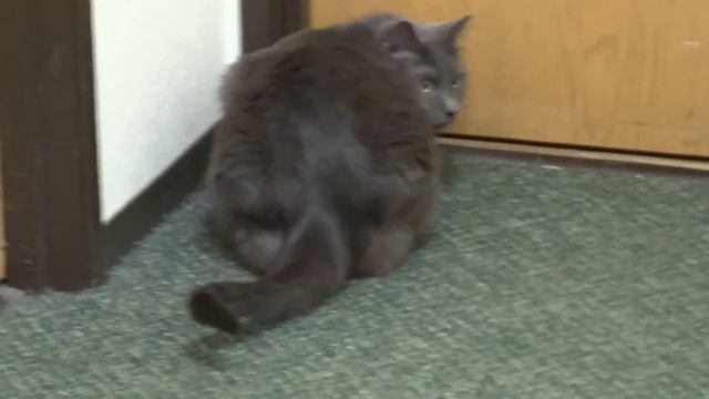 Russian Blue Cat visits apartment hallway attempts marking territory смотреть онлайн