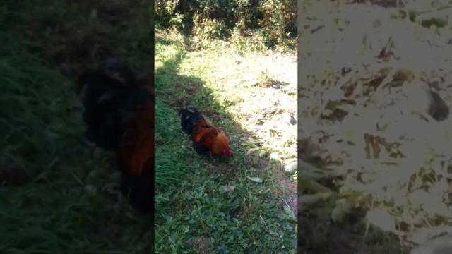 Новые серии Петруши-петушка артиста! смотреть онлайн