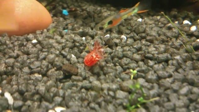 Креветка вишня. Проблема с линькой смотреть онлайн