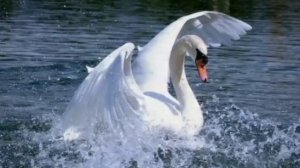 ДИКИЕ ЛЕБЕДИ, ? С.М.Ротару??????