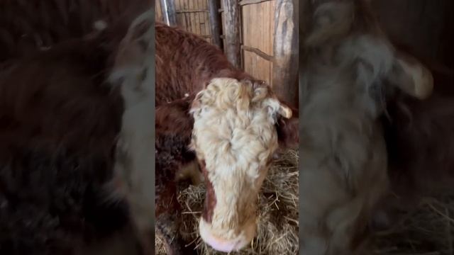 Кого принесла? Показывай! #герефорд #shorts #cow #корова #отел #теленок #ферма #хозяйство #животные смотреть онлайн