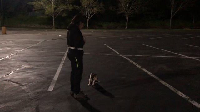 Pocket Beagle Koda advances impulse control and executes ”House” command/Best dog training Seattle смотреть онлайн