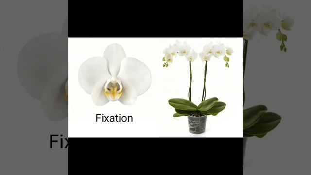 Phalaenopsis ID! смотреть онлайн