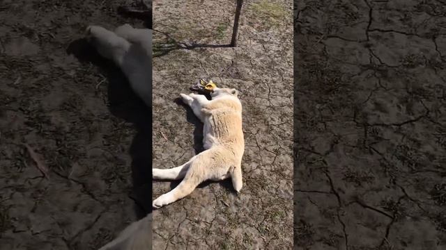 Алабайчики 😍 /без 5 дней - 4 месяца детям/ #сао #алабай #алабайчики #щенкисао смотреть онлайн