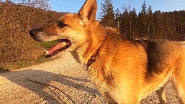 All organs stopped their work, but the dog's heart didn't stop and a miracle happens.. смотреть онлайн