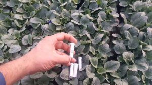 Результат?. Гиббереллин-это основа всех Стимуляторов роста, плод.ния и цветения Бутон Завязь Цветен