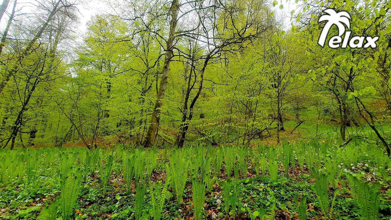 Birds Singing in the Spring Forest during the Rain смотреть онлайн