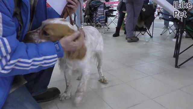 Русский охотничий спаниель на Ilikepet. Особенности породы, уход