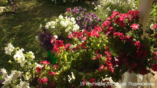 Лобелия, петуния в кашпо и на клумбах смотреть онлайн