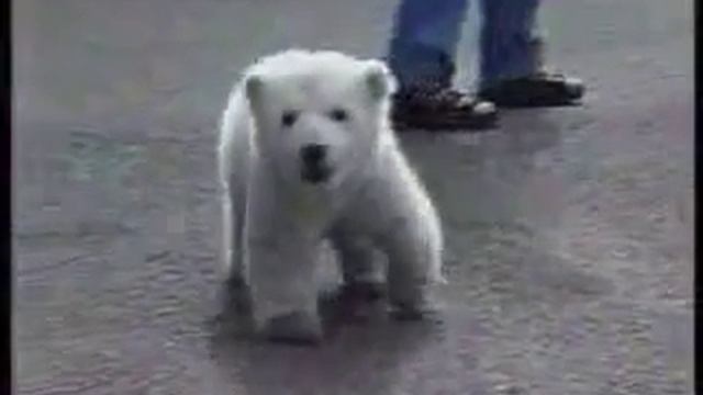 Маленький белый медвежонок смотреть онлайн