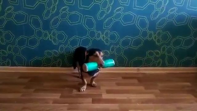 Дрессировка собак в Барнауле. Пройден третий уровень команды стоять. смотреть онлайн