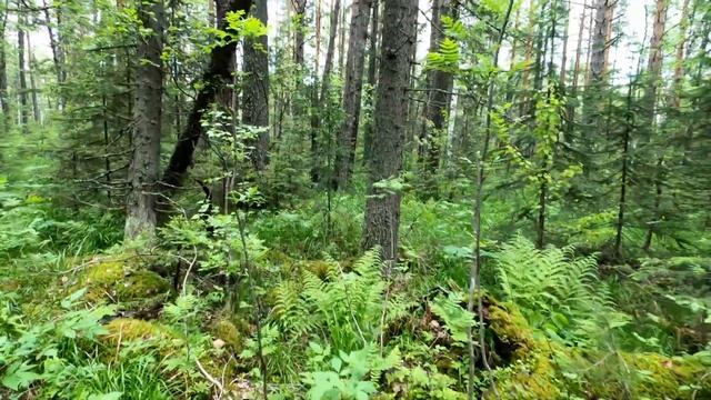 МАШАК, МАЛЫЙ КУМАРДАК. Уральский барс, третий участок смотреть онлайн