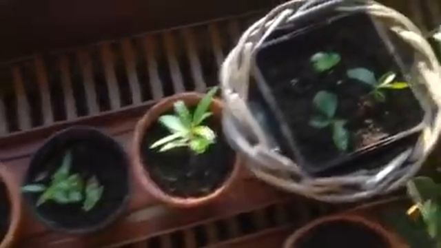 Update Früchte im Haus смотреть онлайн
