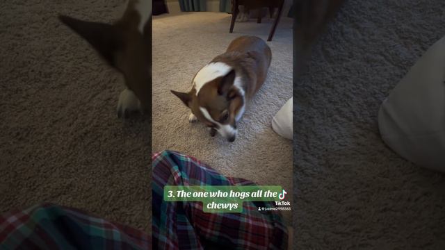 Things my corgi's do смотреть онлайн