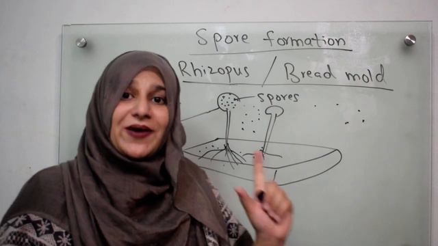 Class 10||Chp#5||Spore formation in Rhizopus & Bacteria смотреть онлайн