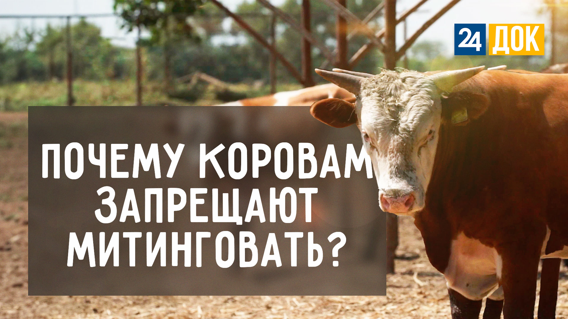 Целебные поля, красивые бычки и арбузы. "Агронорм"