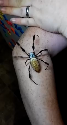 Гигантский паук смотреть онлайн