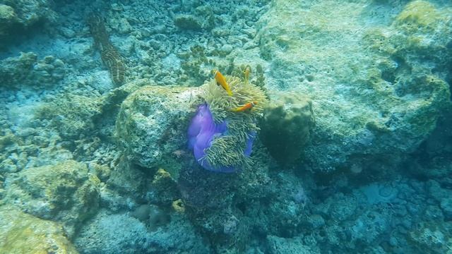 Мальдивская рыба клоун (Amphiprion nigripes) -1 смотреть онлайн