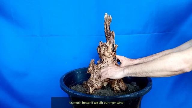 HOW TO PLANT A BONSAI MATERIAL смотреть онлайн