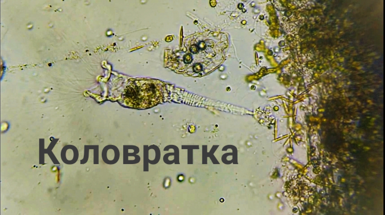 Хищная сидячая коловратка