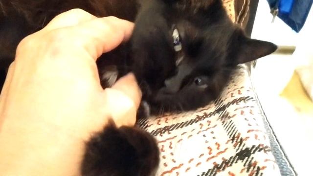 Как кышкать кошку с кресла смотреть онлайн