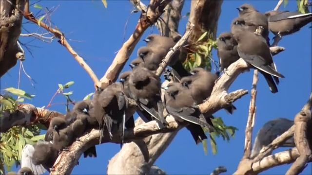 Dusky woodswallow (Artamus cyanopterus) смотреть онлайн