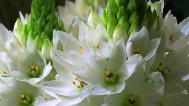 Изумительная красота..Красота цветения #вдохновение #красота #цветы смотреть онлайн