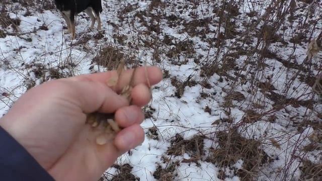 ГРИБЫ ДЕКАБРЯ! ЗИМА ГРИБОВ ПОЛНО! Пришёл ЗА ГРИБАМИ как в супермаркет! смотреть онлайн