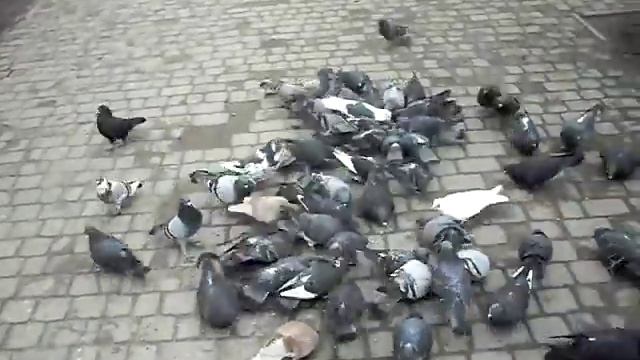 Кормление Голубей видео исполнение Тете Шуры и Саенко И Ю смотреть онлайн