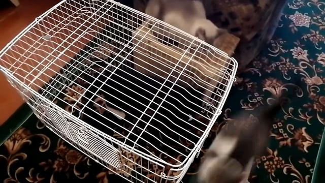 Микото - трудный ребёнок. смотреть онлайн