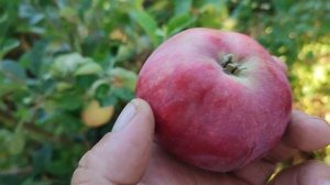 Очень ранний сорт яблони.