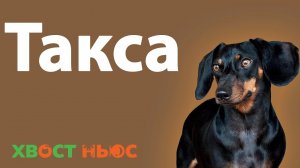 Все о породе такса