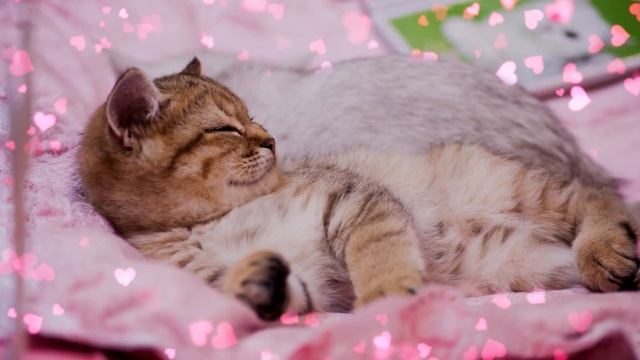 ? LULLABIES with love FOR CATS 1 hour ? смотреть онлайн