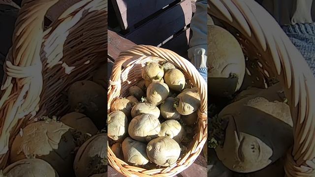 Сажаю картошку: посадочный материал после кербовки, зола, лавровый лист от проволочника смотреть онлайн