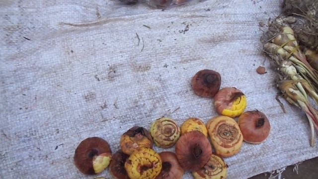 See the Seeds of the Flowers of Rojonigondha / Tuberose смотреть онлайн