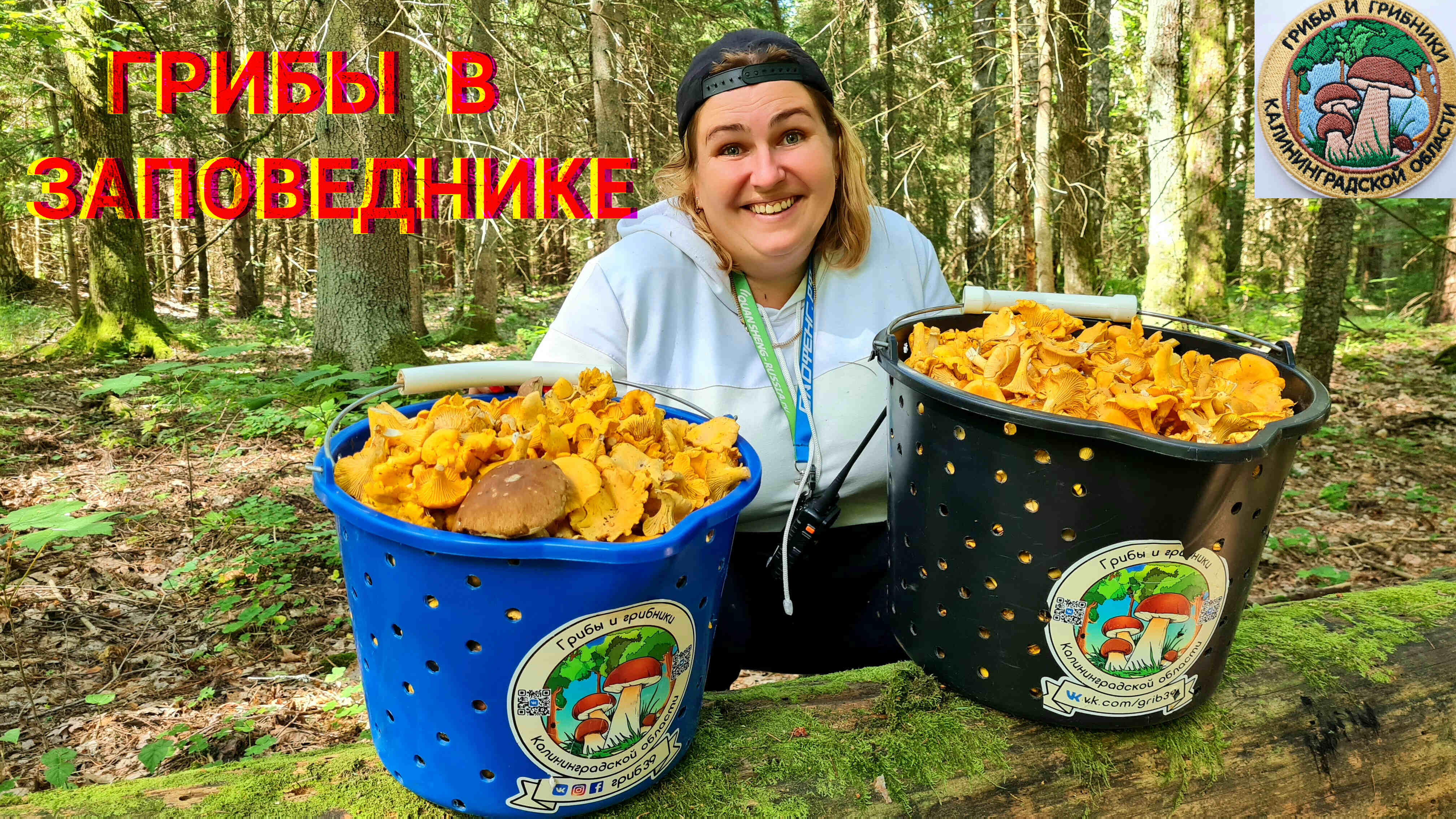 Грибы в заповеднике. Такой шикарный сбор грибов.mov смотреть онлайн