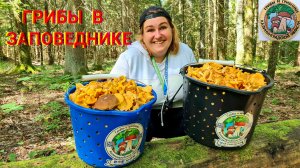 Грибы в заповеднике. Такой шикарный сбор грибов.mov