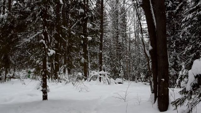 Звуки зимнего леса. смотреть онлайн