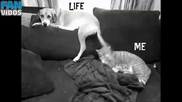 Приколы с котами смешные коты смешные кошки приколы коты приколы про кошек про котов с кошками кот смотреть онлайн