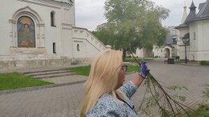 Обрезка спиреи серой Грифшейм на пенек...