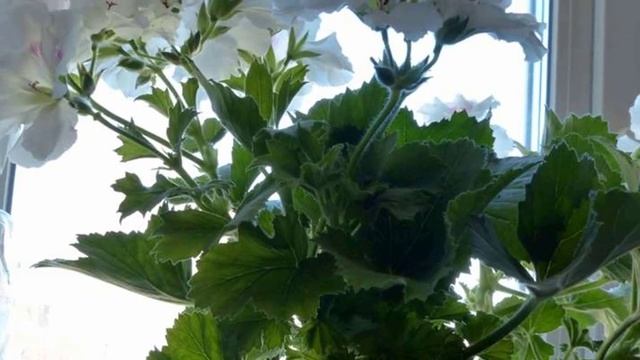 Особенности обрезки королевской герани.