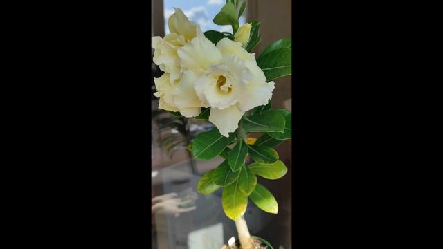 Адениум Yellow Sireas #адениум #bonsai #adenium
