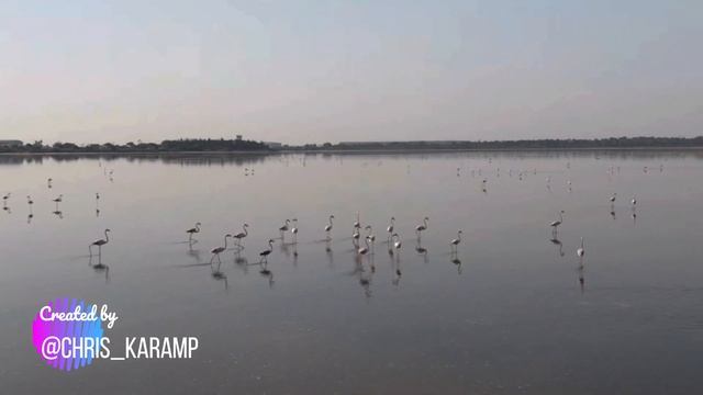 Flamingo (Larnaca's salt lake) смотреть онлайн