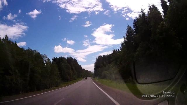 Лоси на трассе Ярославль-Тутаев (левый берег Волги) 2017.06.27