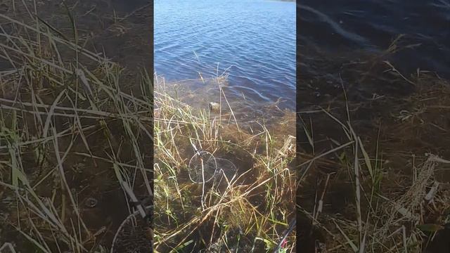 Карась. Летняя рыбалка. Удочка со скользящим поплавком. смотреть онлайн