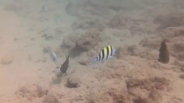 Шри-Ланка, Рыбки у отеля Ланка Супер-Коралс смотреть онлайн