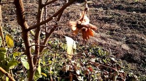 Плодоношение фундука. Лещина обыкновенная и фундук сорт «Корончатый»