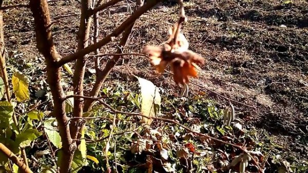 Плодоношение фундука. Лещина обыкновенная и фундук сорт "Корончатый"